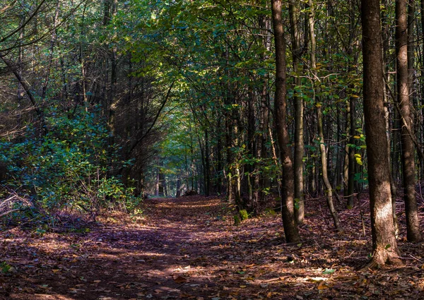 Paysages Automnaux Nature Forêt Nature Champignons Plantes Feuilles Octobre Capturé — Photo