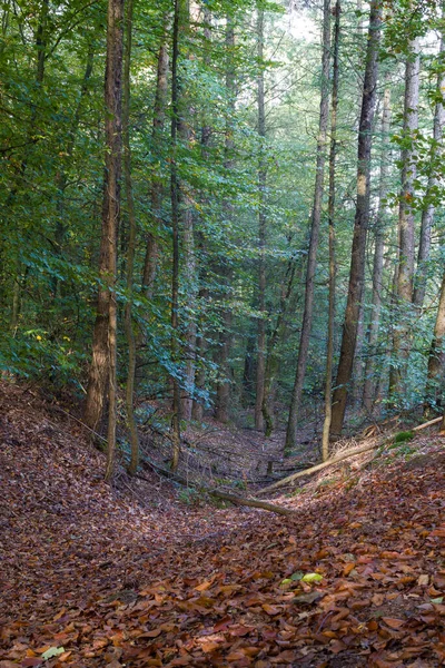 Paysages Automnaux Nature Forêt Nature Champignons Plantes Feuilles Octobre Capturé — Photo