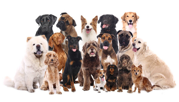 Group of dogs on white background