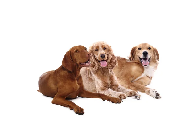 Grupo Perros Sobre Fondo Blanco — Foto de Stock