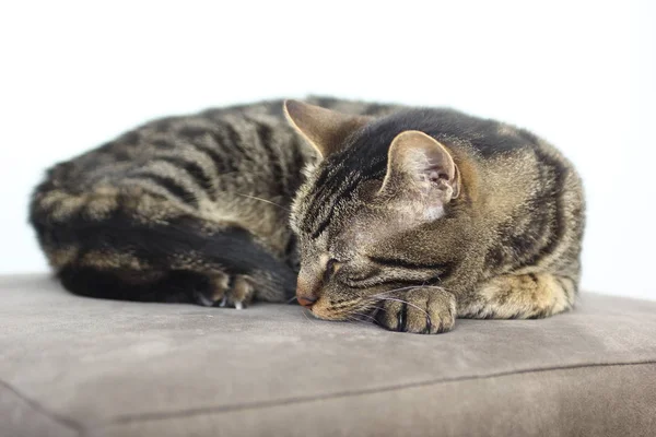 Beyaz arka planda yatan kedi