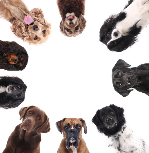 Güzel köpekler beyaz arka plan üzerinde farklı türleri