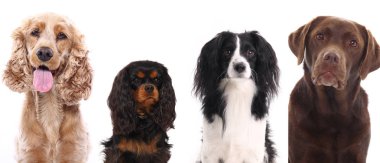 Köpekler beyaz arka plan üzerinde grup