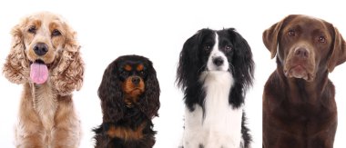 Group of dogs on white background clipart