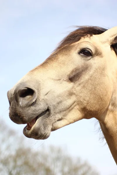 Hoofd Close Paard Boerderij — Stockfoto