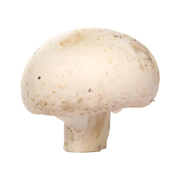 Fresh Mushroom White Background — Stock Photo, Image