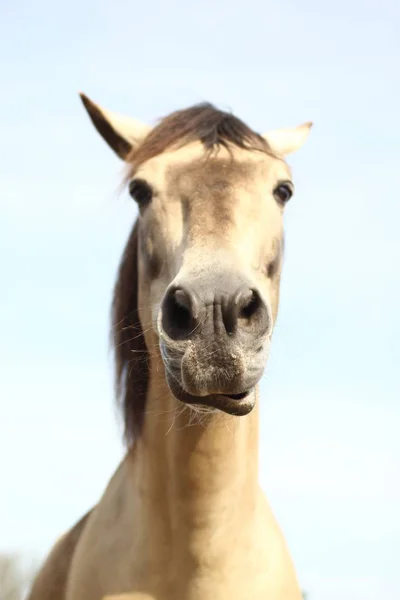 Häst Huvud Närbild Gård — Stockfoto