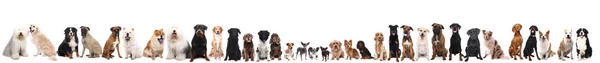 Группа Собак Белом Фоне — стоковое фото