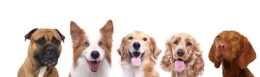 Köpekler beyaz arka plan üzerinde grup