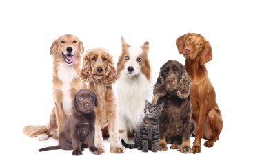 Güzel köpekler beyaz arka plan üzerinde farklı türleri