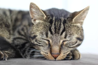 Yatakta uyuyan kedi yakın çekim