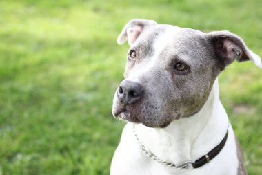 Güzel köpek yüzünü kapat