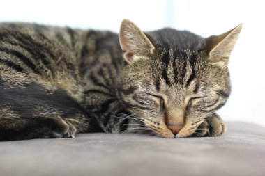 Yatakta uyuyan kedi yakın çekim