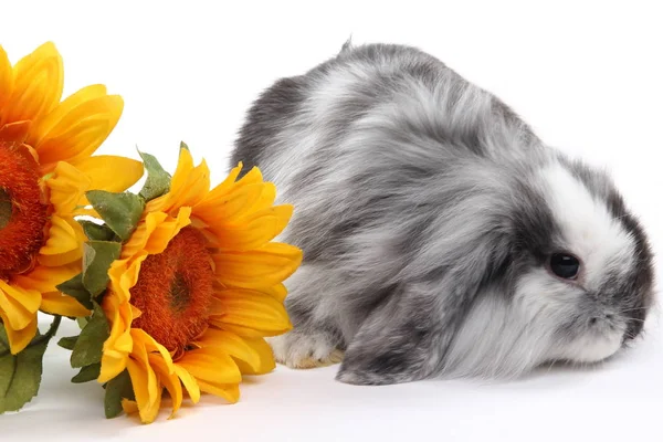 Pasen Konijn Met Zonnebloemen Witte Achtergrond — Stockfoto