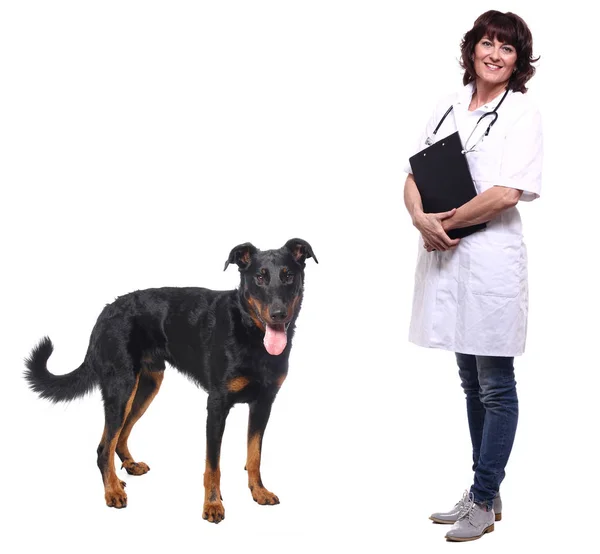 Adulti Caucasici Medico Veterinario Femminile Con Cane — Foto Stock