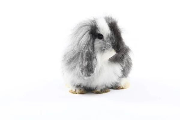 Påsk Kanin Vit Bakgrund — Stockfoto