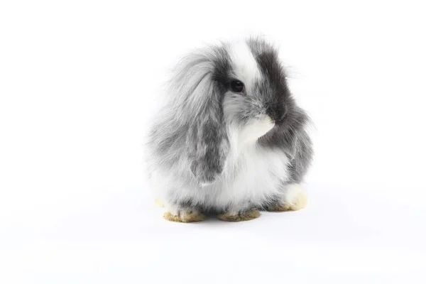 Lapin Pâques Sur Fond Blanc — Photo