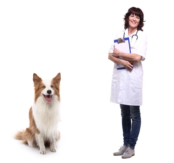 Adulti Caucasici Medico Veterinario Femminile Con Cane — Foto Stock