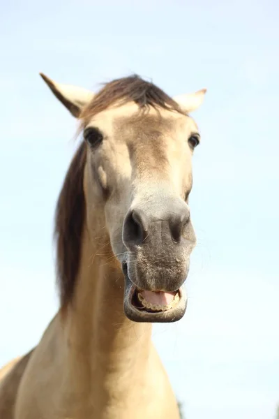 Häst Huvud Närbild Gård — Stockfoto