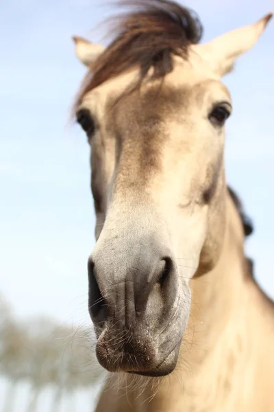 Häst Huvud Närbild Gård — Stockfoto