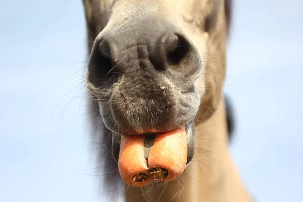 Paard Hoofd Eten Wortel Boerderij — Stockfoto