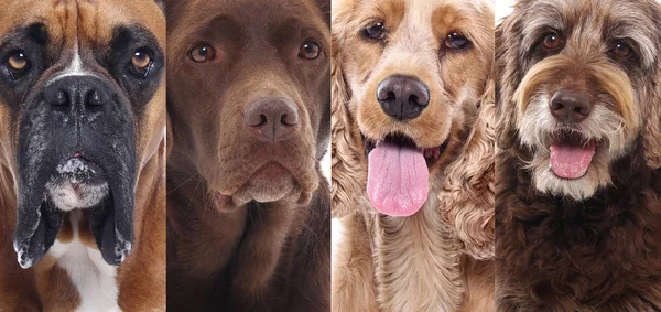 Различные Типы Красивых Собак — стоковое фото