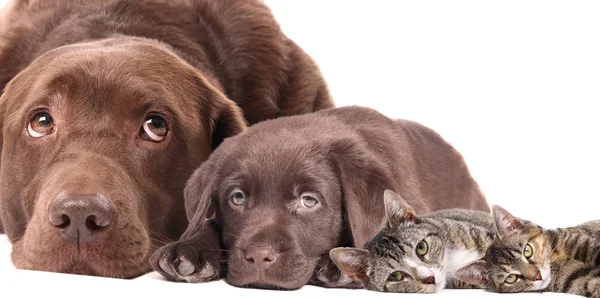 Beyaz bir arka plan üzerinde güzel mutlu köpek