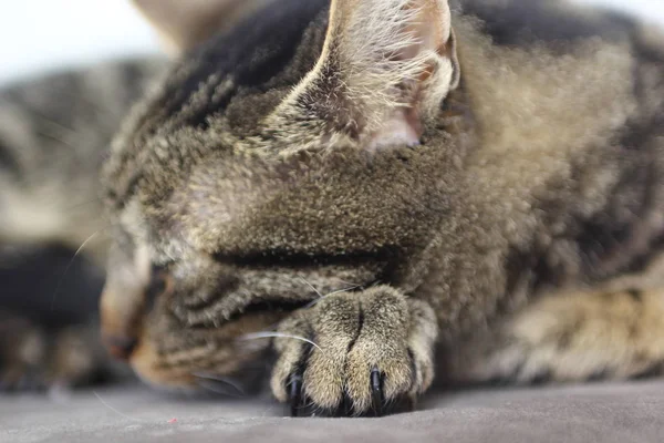 Kat Slapen Het Bed Close — Stockfoto