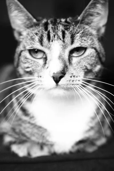 Gato Acostado Tono Blanco Negro — Foto de Stock