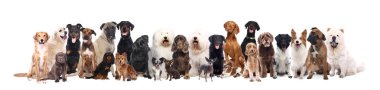 Köpekler beyaz arka plan üzerinde grup