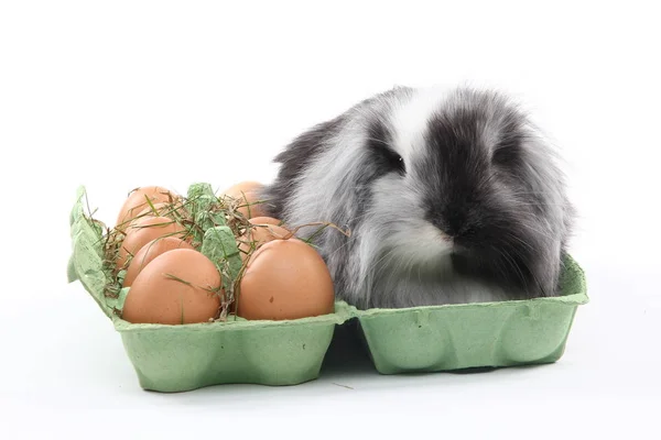 Pasen Konijn Zit Pakket Met Eieren — Stockfoto