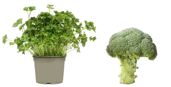 绿色植物在锅与花椰菜在白色背景 — 图库照片