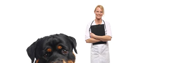 Kaukasiska Kvinnlig Veterinär Läkare Med Hund — Stockfoto