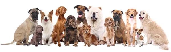 Köpekler beyaz arka plan üzerinde grup