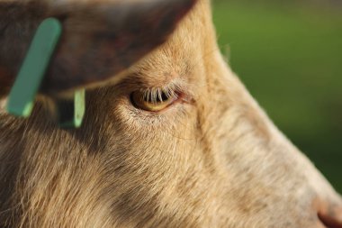 Çiftlik mera üzerinde otlatma koyun