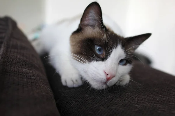 Schöne Katze Ruht Sich Hause Aus — Stockfoto