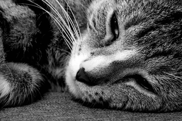 Gato Dormindo Cama Perto — Fotografia de Stock