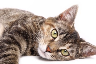 Beyaz arka planda yatan kedi