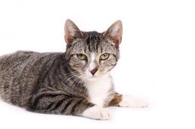 Beyaz arka planda yatan kedi