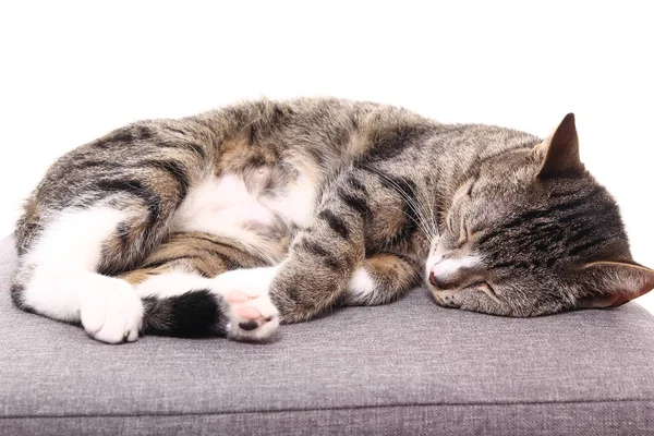 Кіт Спить Ліжку Крупним Планом — стокове фото