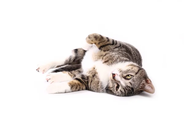 Gato Acostado Sobre Fondo Blanco — Foto de Stock