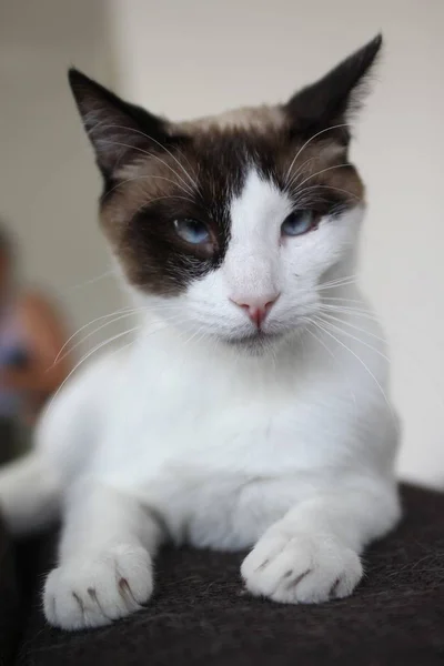 Gato Deitado Cama Closeup — Fotografia de Stock