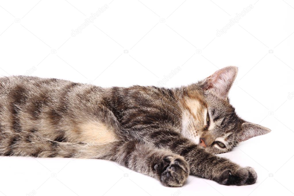 Cat lying on white background