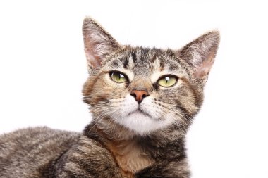 Beyaz arka planda yatan kedi