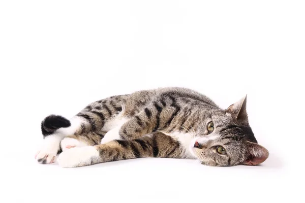 Katt Liggande Vit Bakgrund — Stockfoto