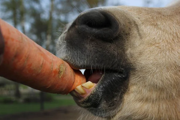 Cabeça Cavalo Comendo Cenoura Fazenda — Fotografia de Stock