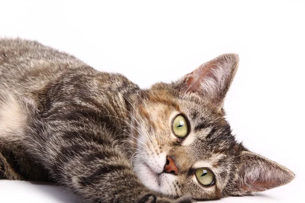 Gato Acostado Sobre Fondo Blanco — Foto de Stock