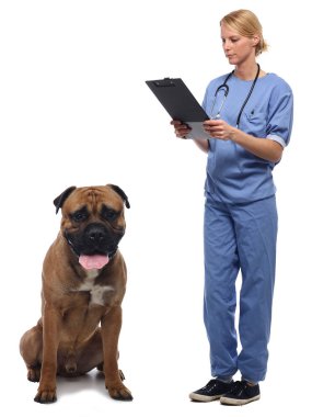 Beyaz arka plan üzerinde köpek ile Veteriner doktor