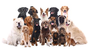 Beyaz arka planda farklı köpekler