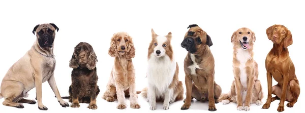 Beyaz Arka Planda Farklı Köpekler — Stok fotoğraf